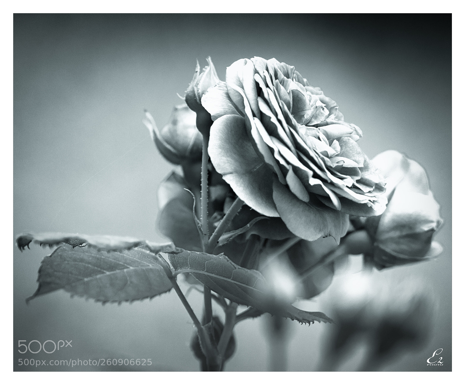 Canon EOS 80D sample photo. Art of rose photography