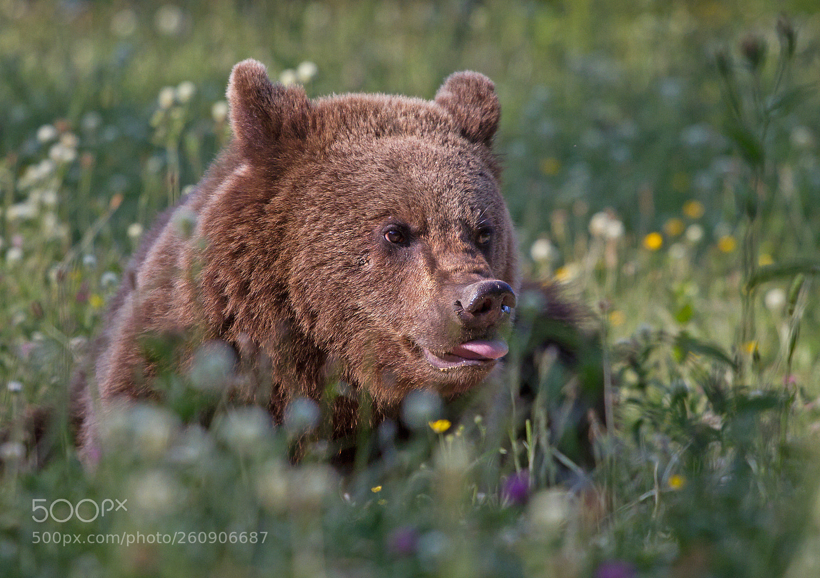 Canon EOS 7D sample photo. Brown bear photography