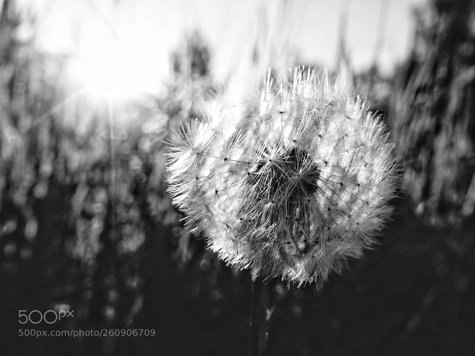 Sony Cyber-shot DSC-RX100 III sample photo. Fragile white photography