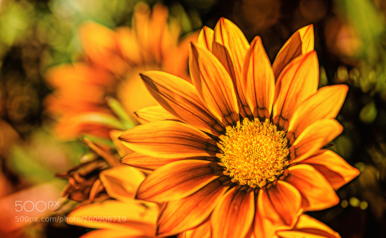 Nikon D850 sample photo. Too much .... photography