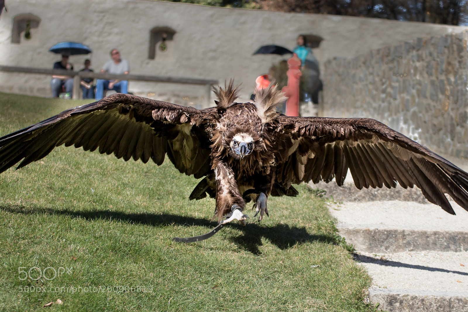 Canon EOS 80D sample photo. Eagle angry photography