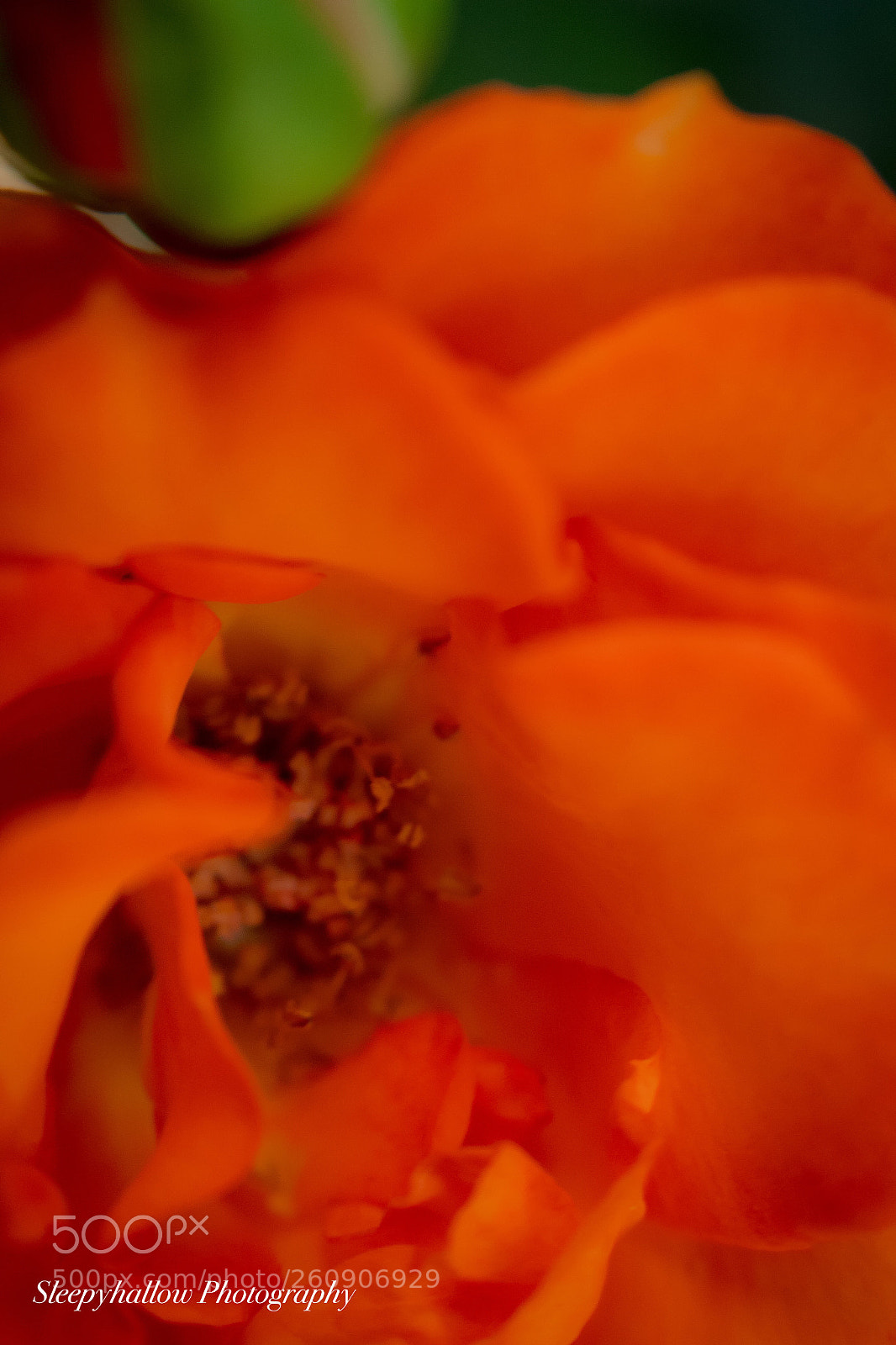 Canon EOS 1300D (EOS Rebel T6 / EOS Kiss X80) sample photo. Orange rose photography