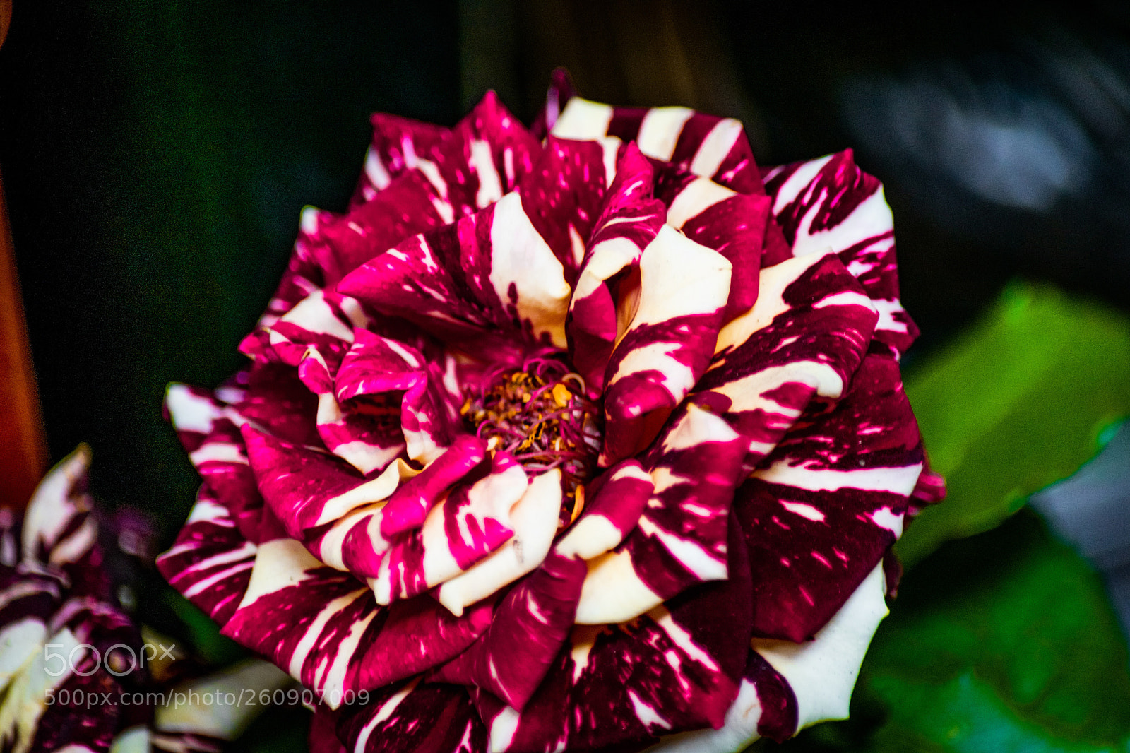 Nikon D5300 sample photo. Untitled photography