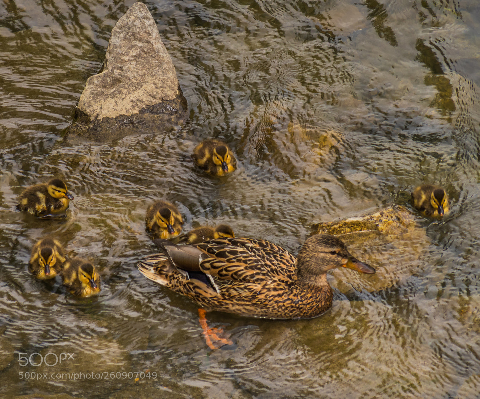Olympus OM-D E-M1 Mark II sample photo. Ducklings and mom photography