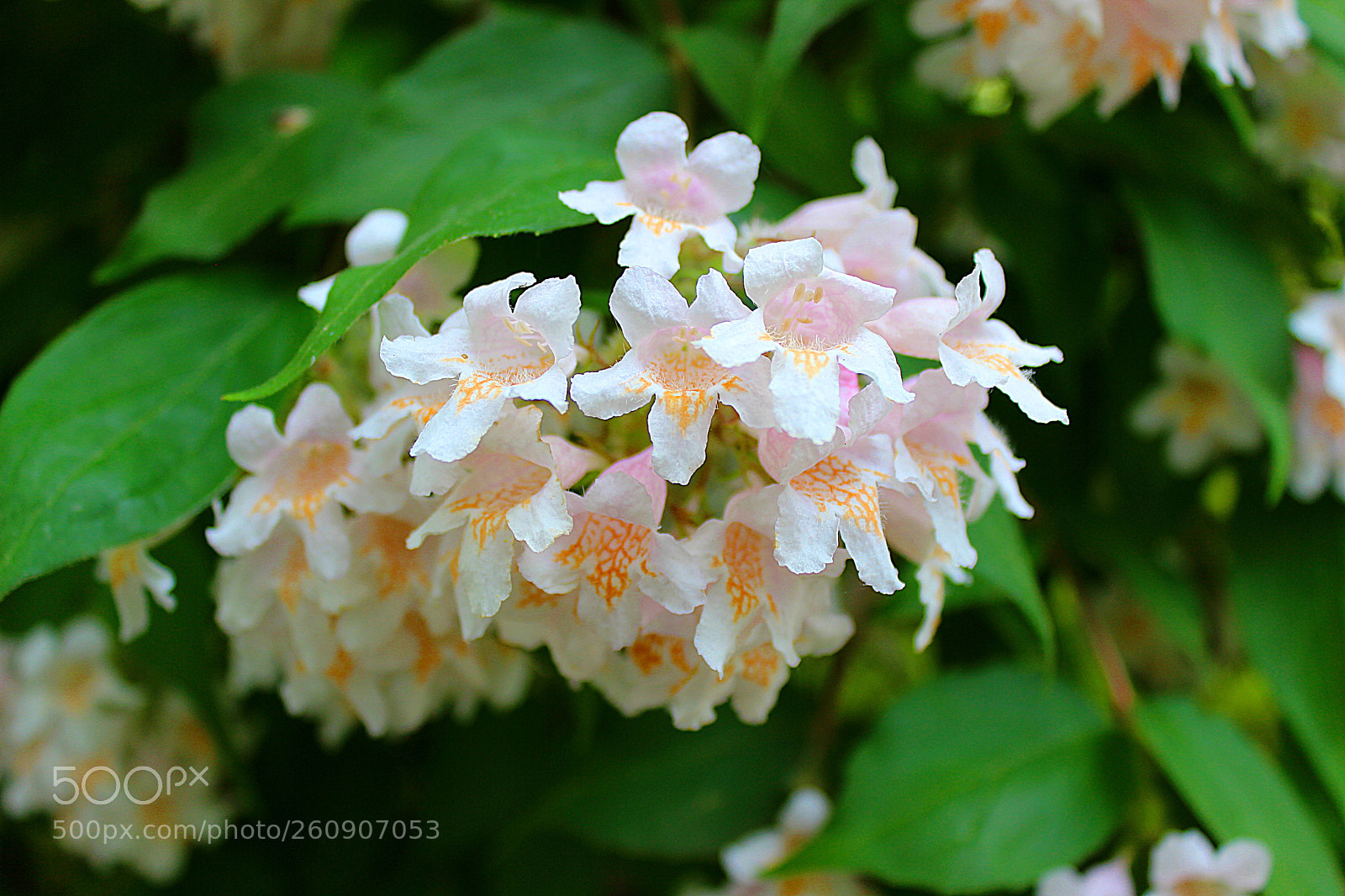Canon EOS 600D (Rebel EOS T3i / EOS Kiss X5) sample photo. Softly photography