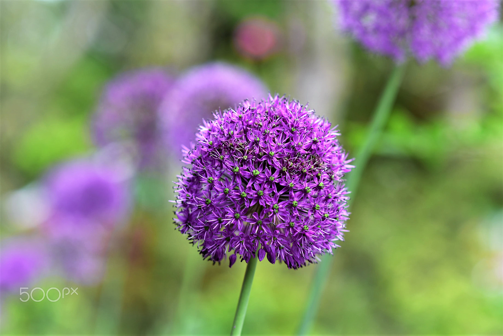 Nikon AF-S Nikkor 85mm F1.8G sample photo. Flower photography