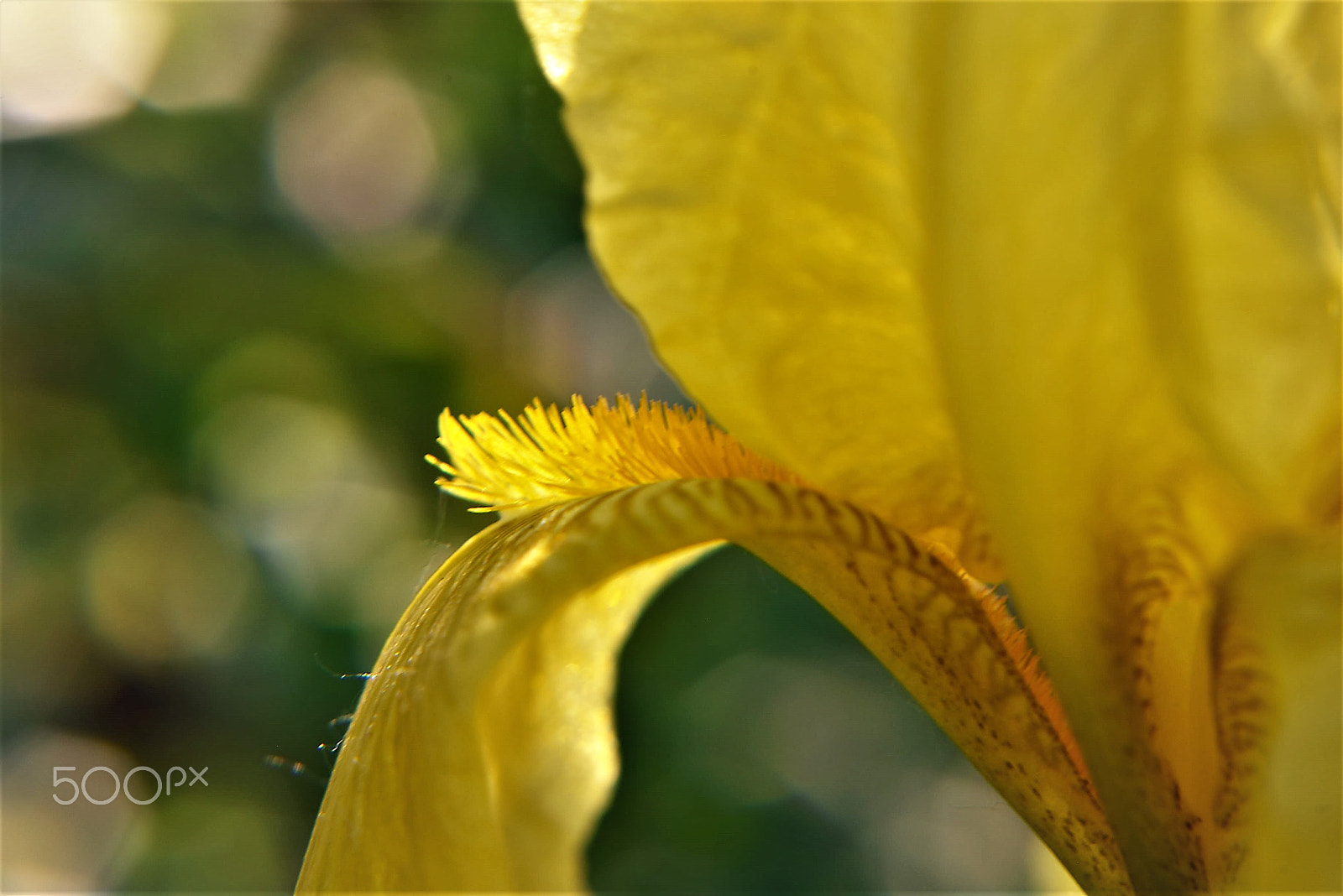 Nikon D810 sample photo. Flower photography