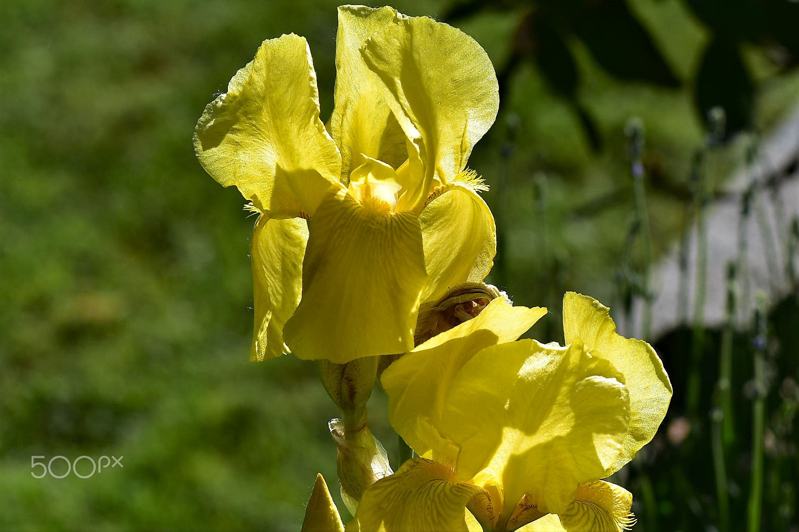 Nikon D810 sample photo. Flower photography