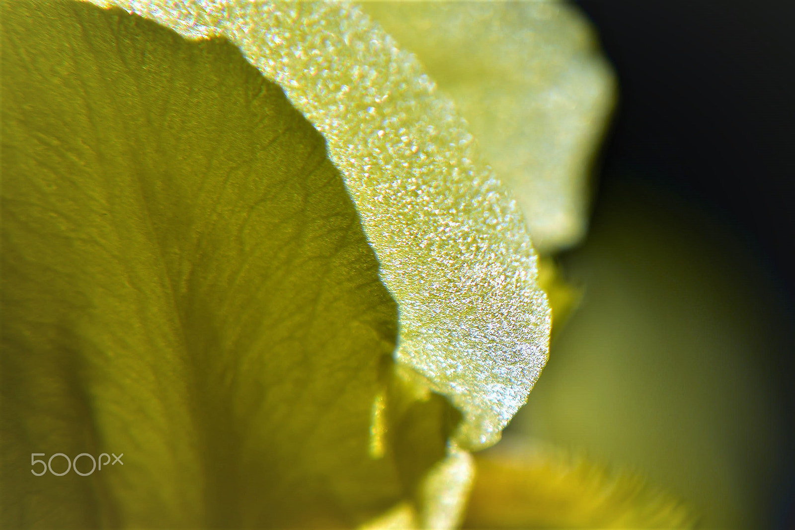 Nikon D810 sample photo. Flower photography