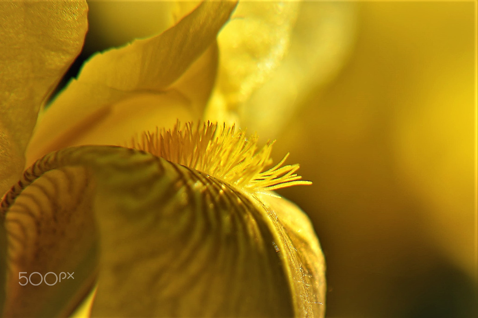 Nikon D810 sample photo. Flower photography