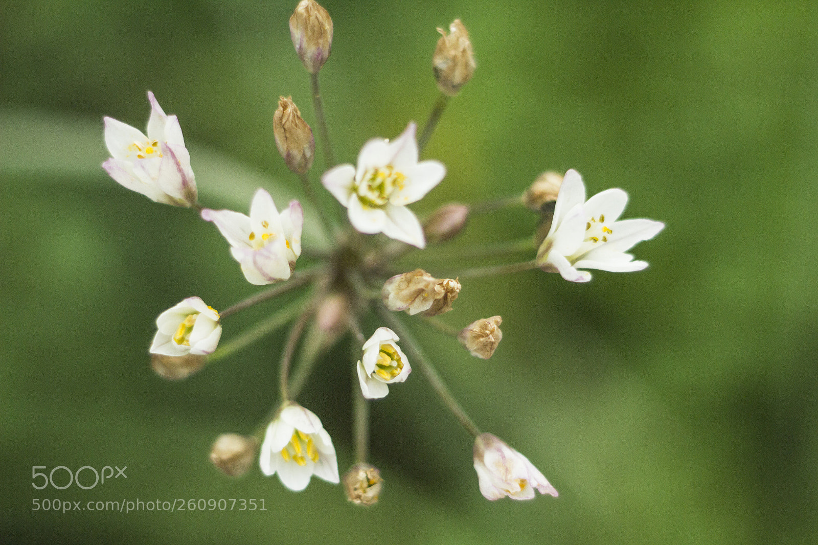 Canon EOS 600D (Rebel EOS T3i / EOS Kiss X5) sample photo. Lazos de luz photography