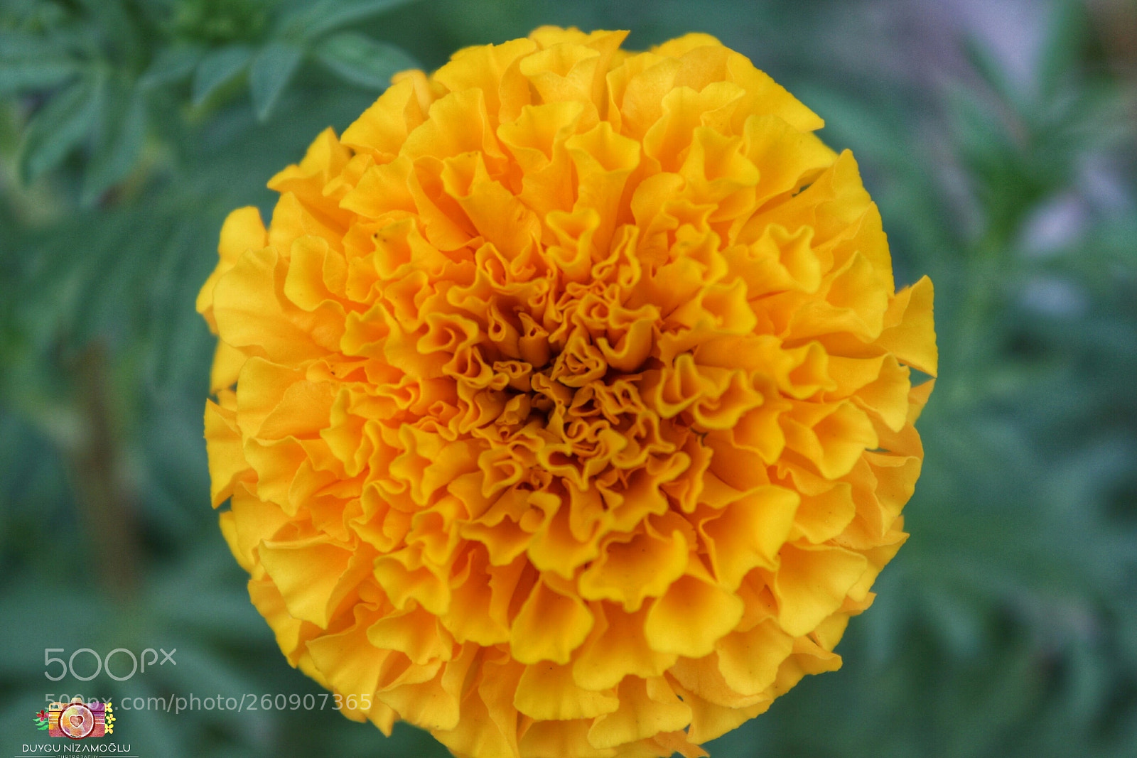 Canon EOS 700D (EOS Rebel T5i / EOS Kiss X7i) sample photo. Untitled photography