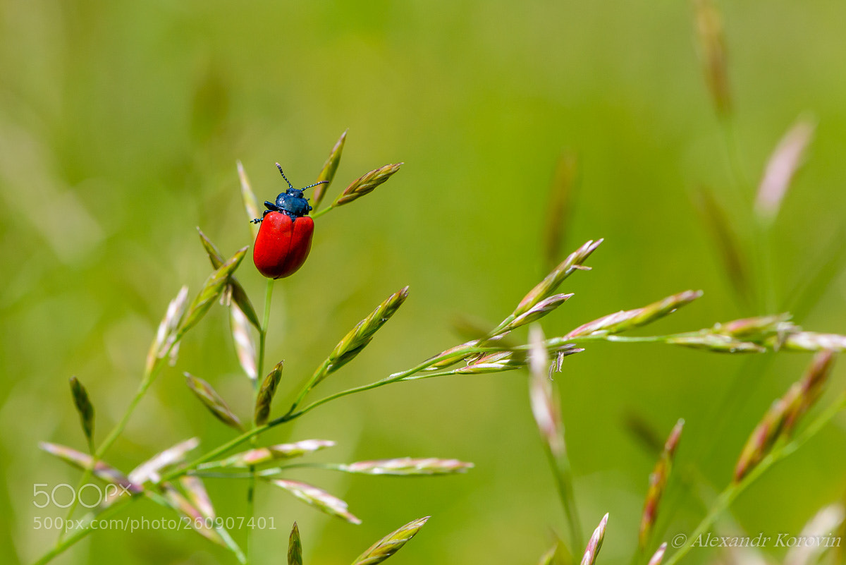 Nikon D610 sample photo. ... photography