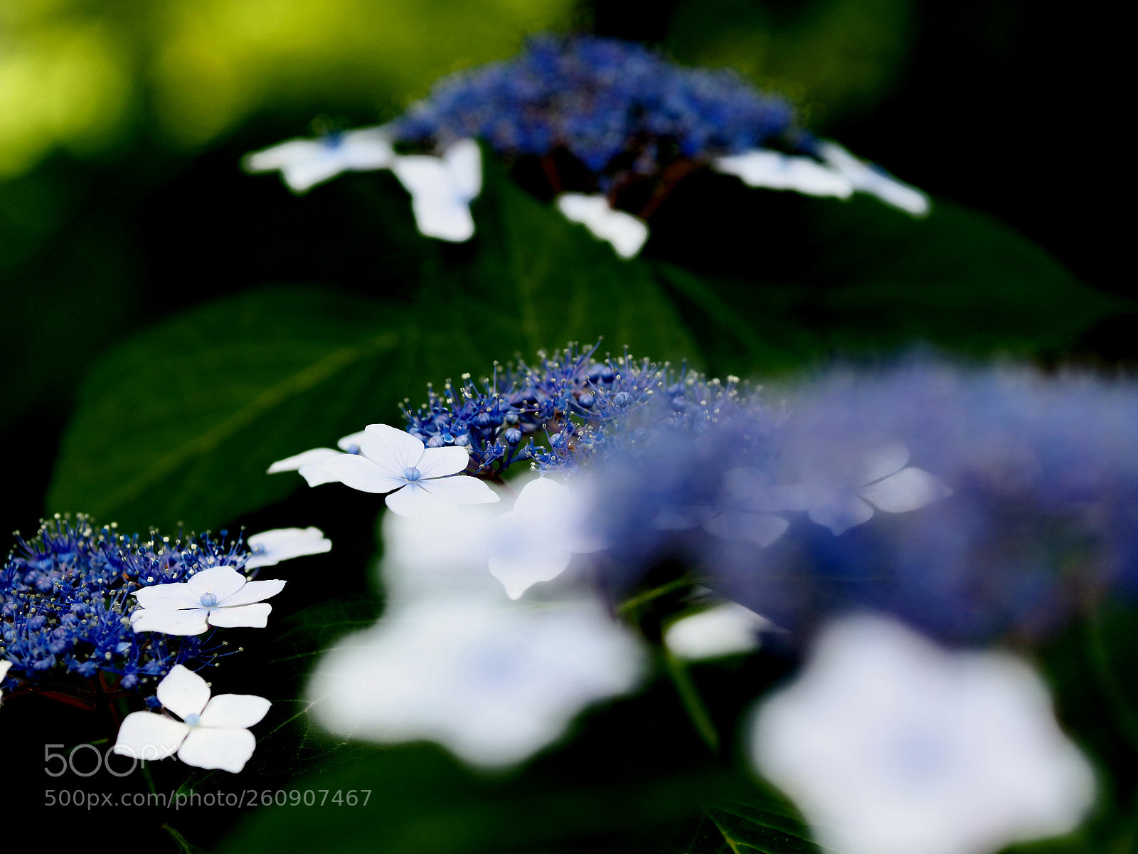 Olympus OM-D E-M10 sample photo. Hydrangea photography