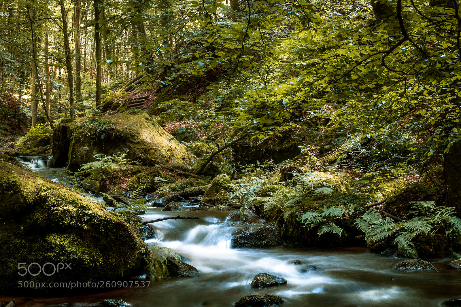 Canon EOS 80D sample photo. Forest walk photography