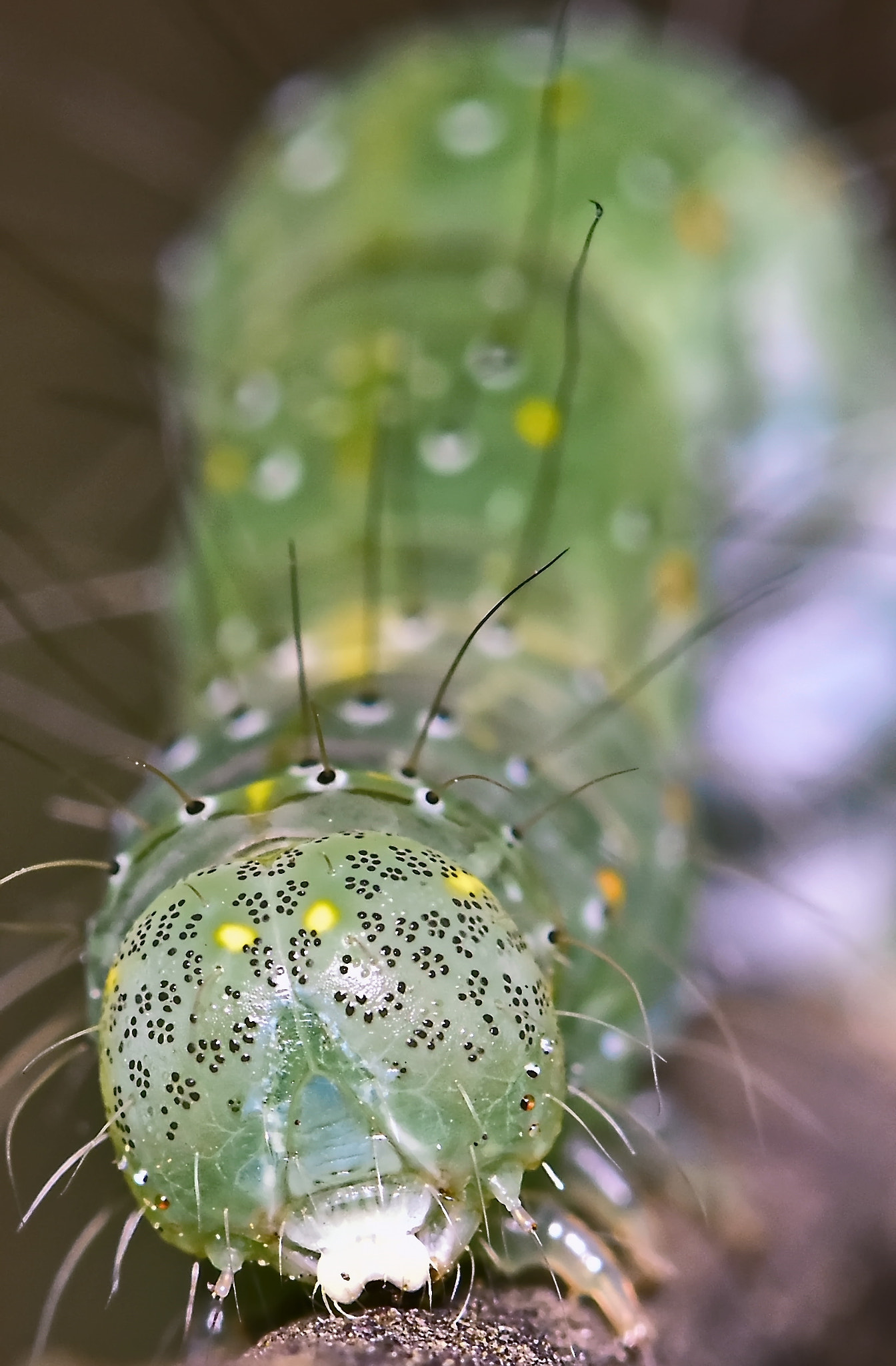 Nikon D7200 + Nikon AF-S Micro-Nikkor 105mm F2.8G IF-ED VR sample photo. Portrait of caterpiller.. photography