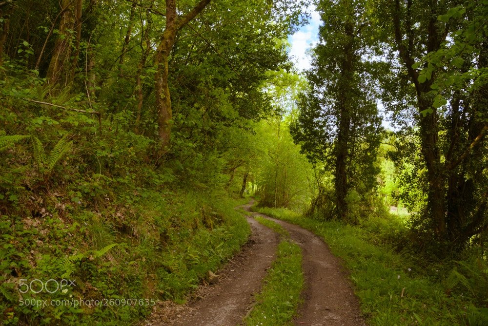 Nikon D3000 sample photo. Camino rural photography