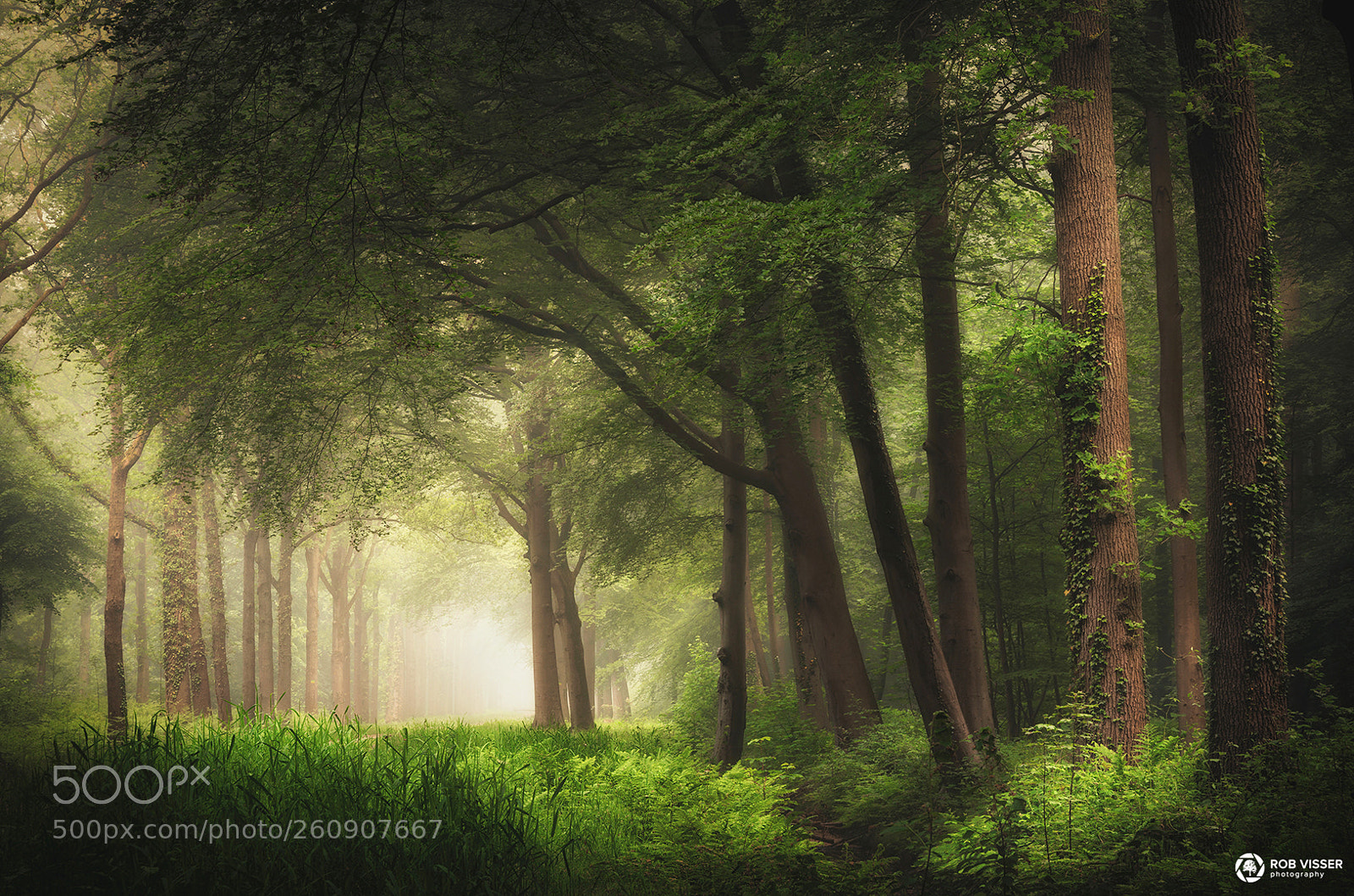 Nikon D5100 sample photo. Spring foliage photography