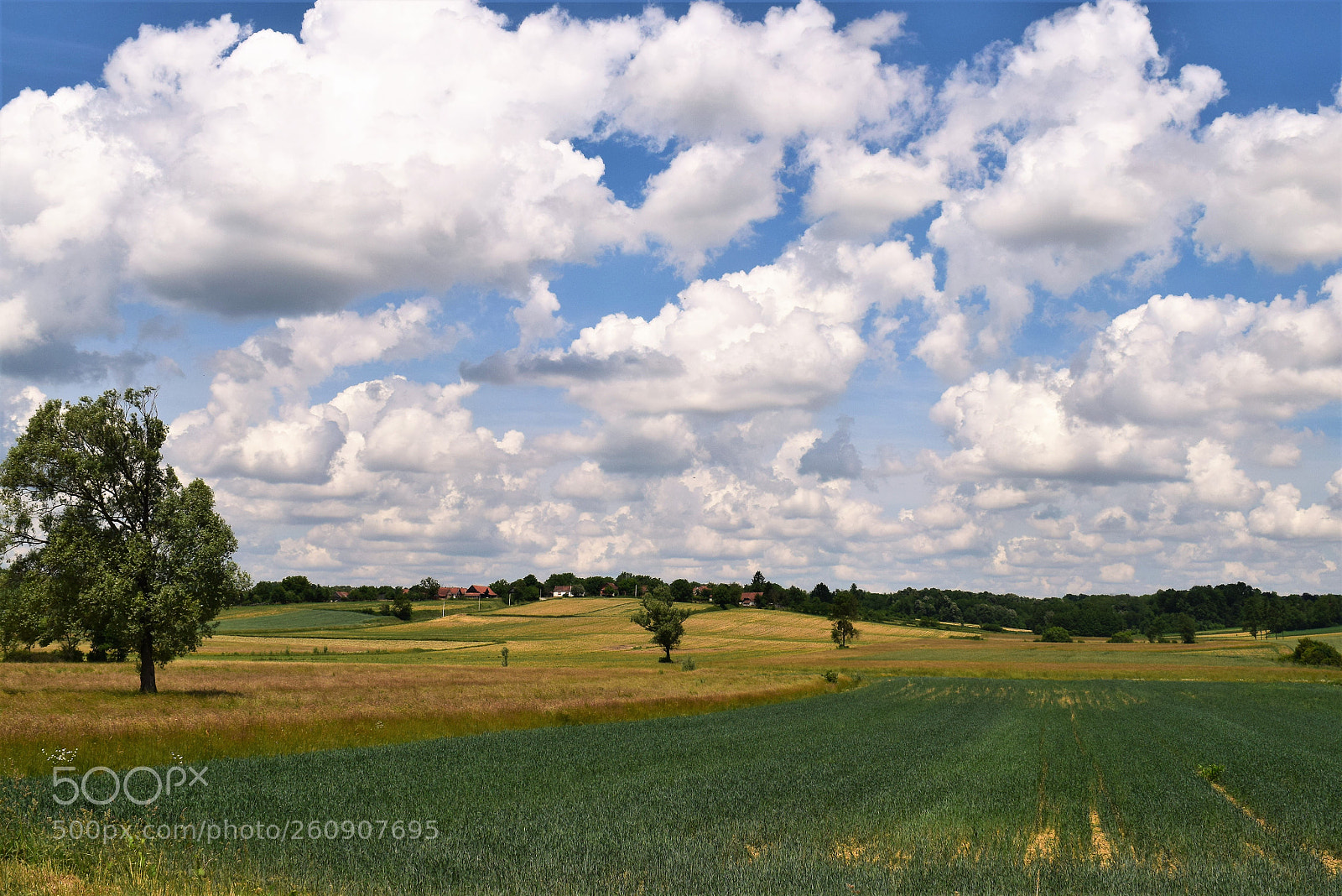 Nikon D3300 sample photo. Rastovac photography