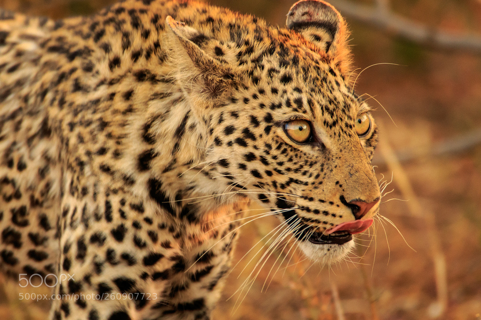 Canon EOS 7D Mark II sample photo. Botswana - mashatu photography