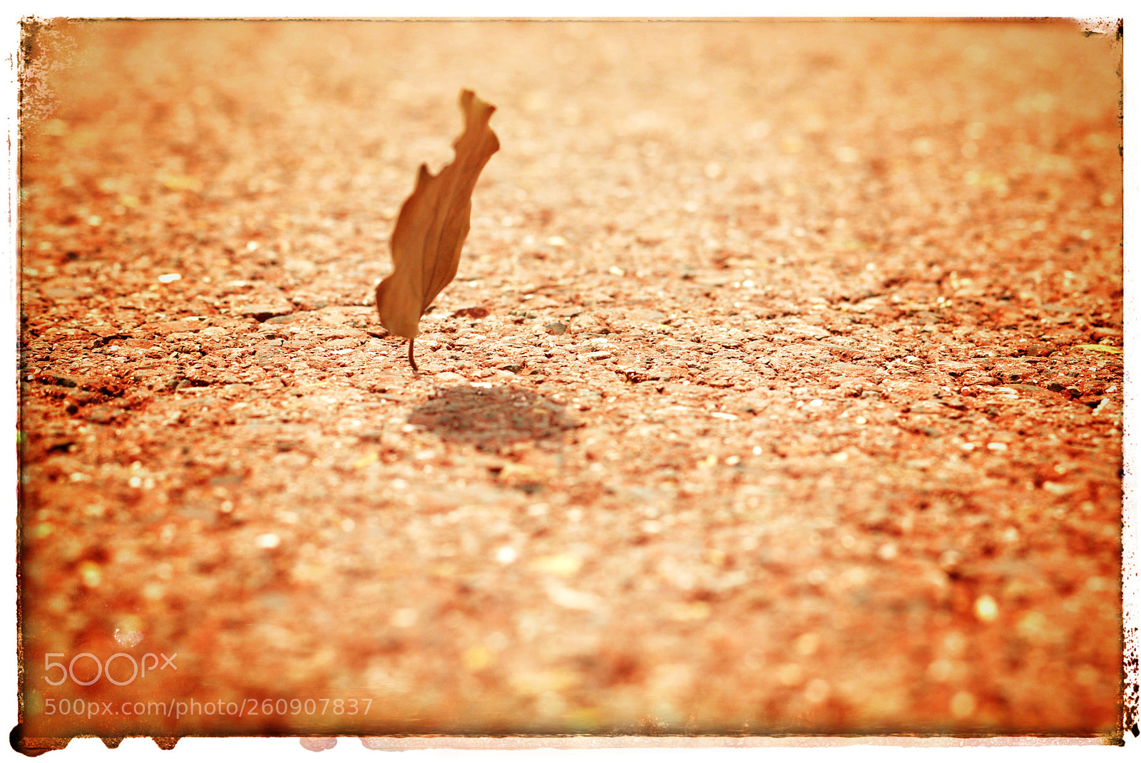 Pentax K10D sample photo. Untitled photography