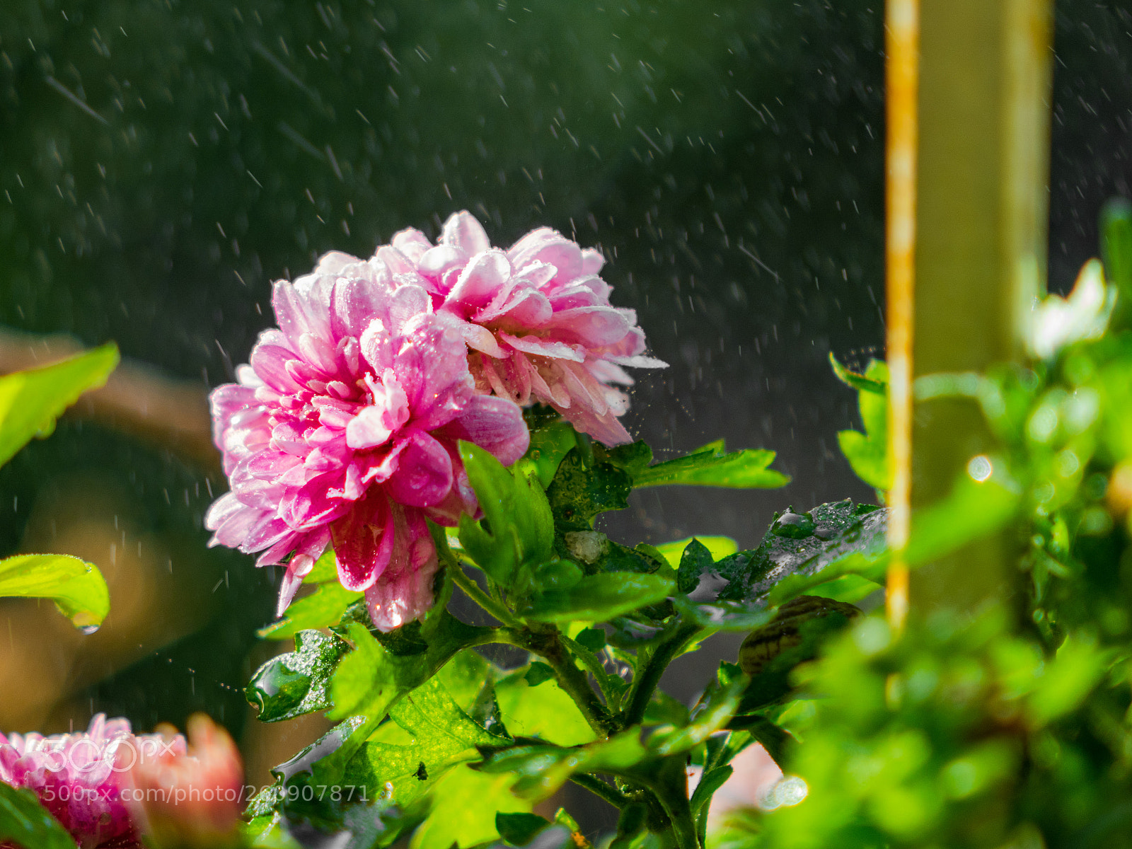 Sony Cyber-shot DSC-RX10 sample photo. Untitled photography