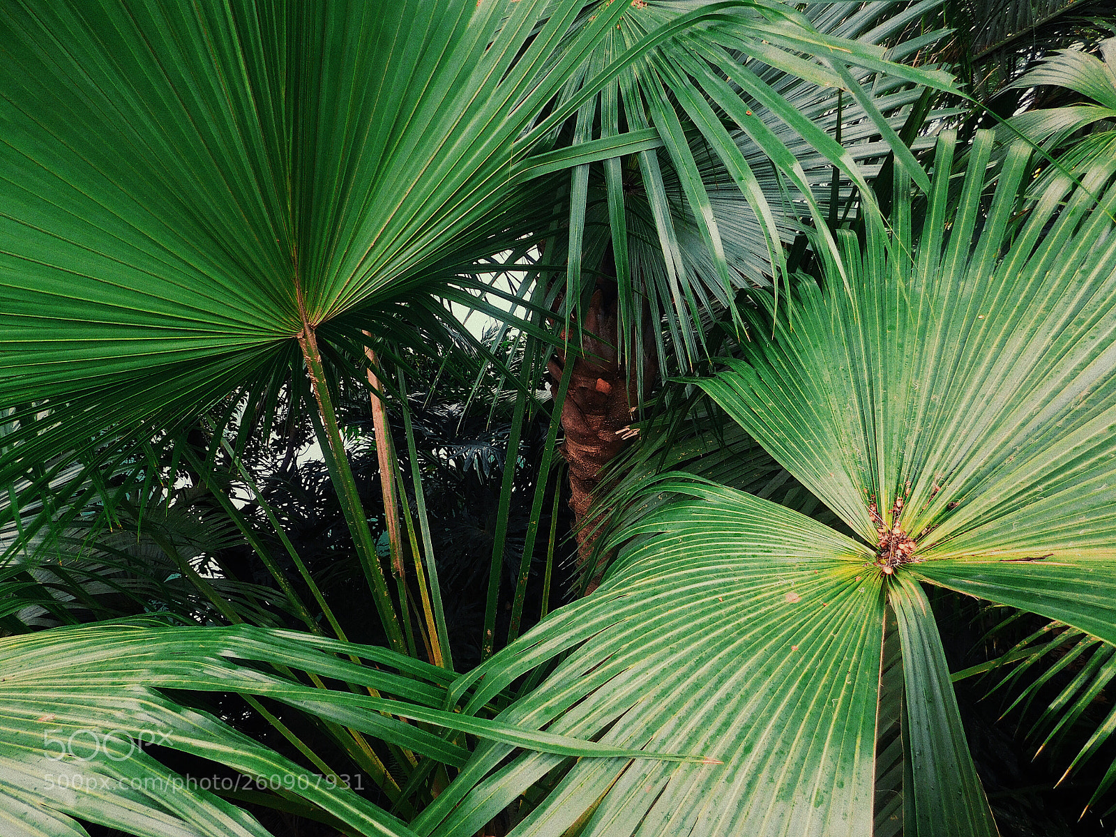 Nikon Coolpix L840 sample photo. Green photography