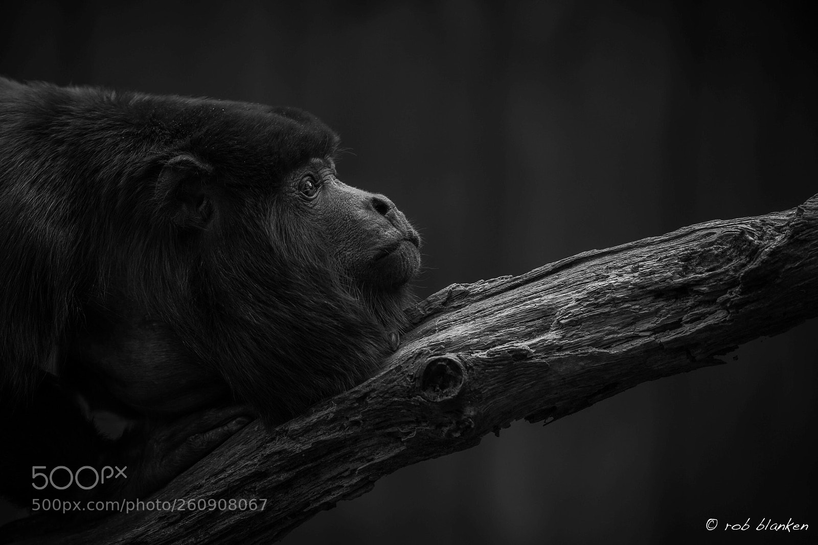 Nikon D850 sample photo. Monkey photography