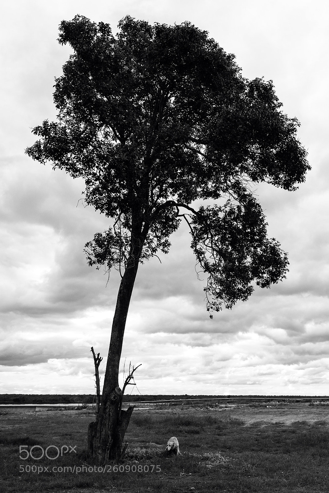 Nikon D7200 sample photo. Nature's calling photography