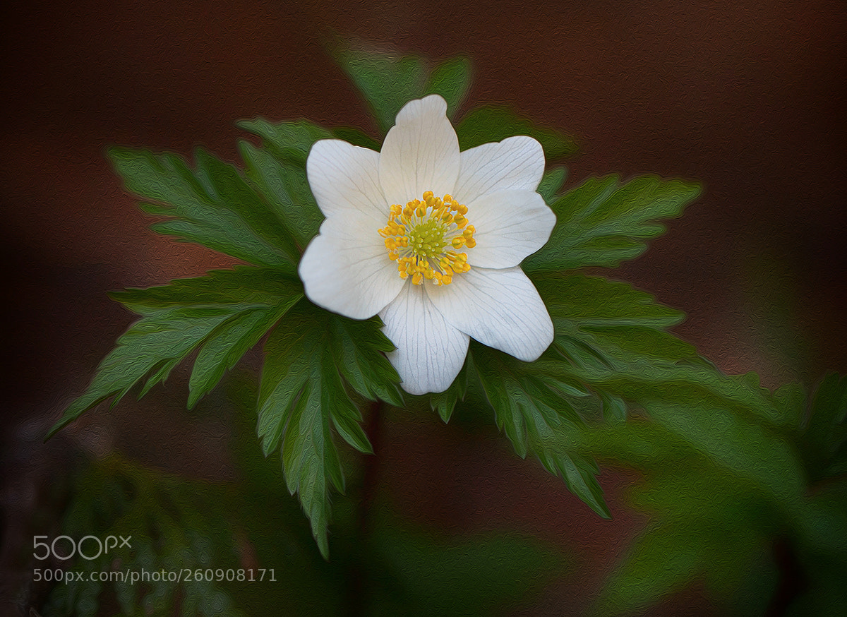 Canon EOS 5D Mark II sample photo. Wood anemone photography