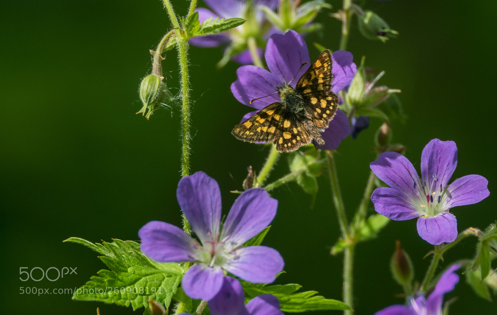Sony ILCA-77M2 sample photo. Chequered skipper photography