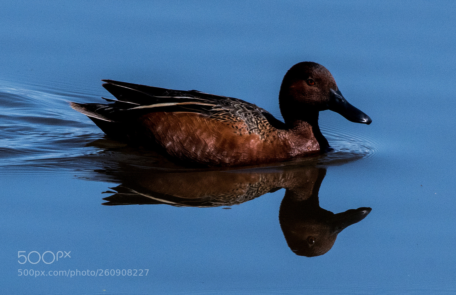 Nikon D500 sample photo. Cinnamon teal photography