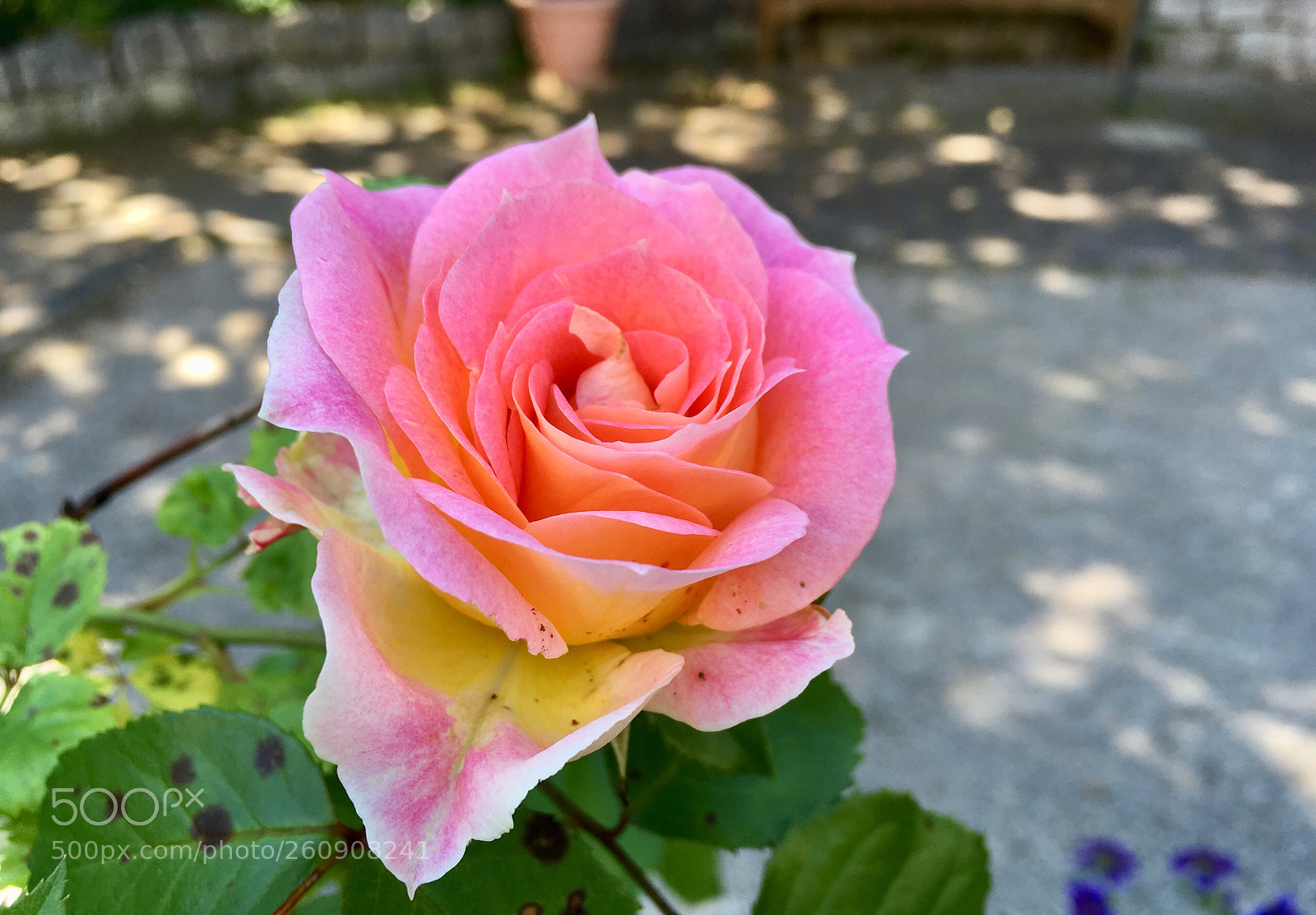 Apple iPhone SE sample photo. Rose photography