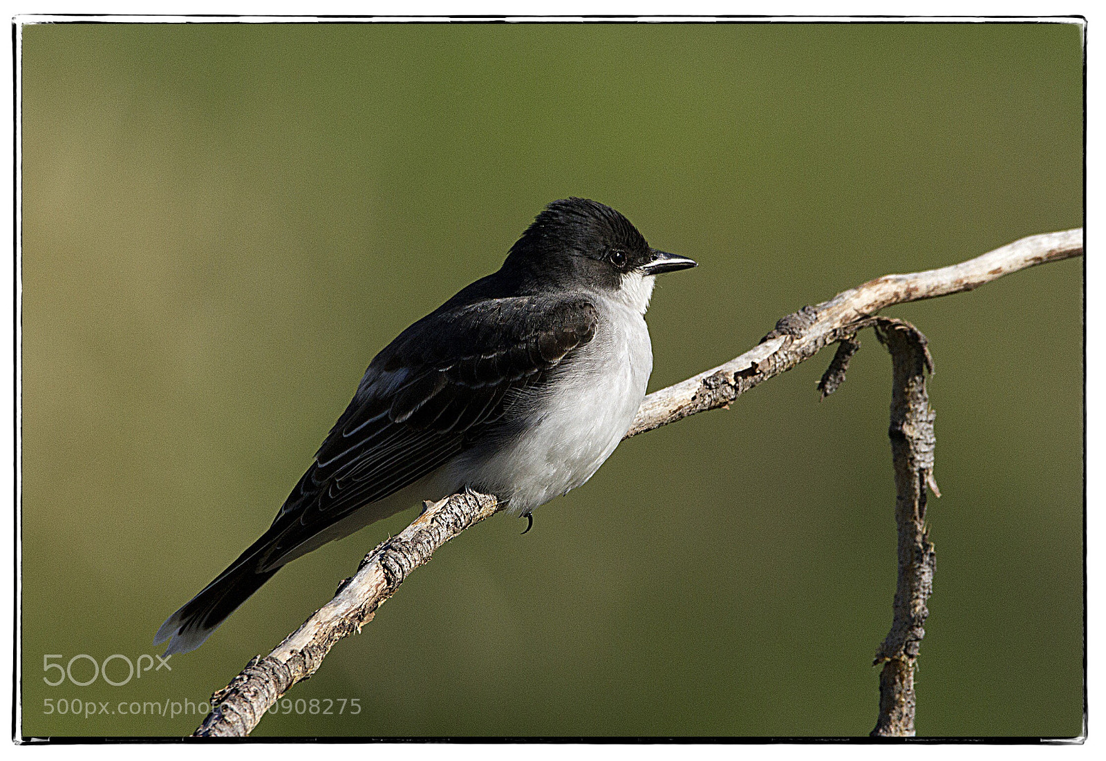 Canon EOS 7D sample photo. Dark-eyed junco photography
