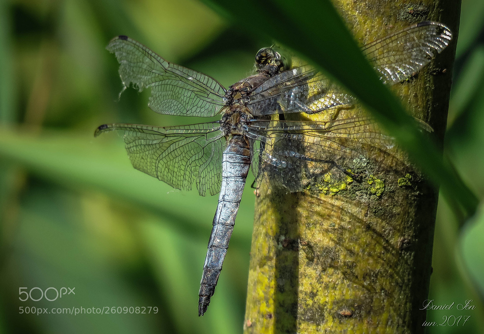 Canon PowerShot SX60 HS sample photo. Dragonfly photography