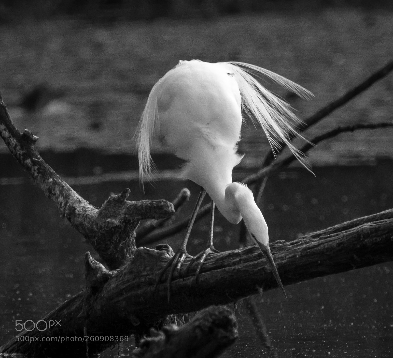 Canon EOS 80D sample photo. Steigerwald egret photography