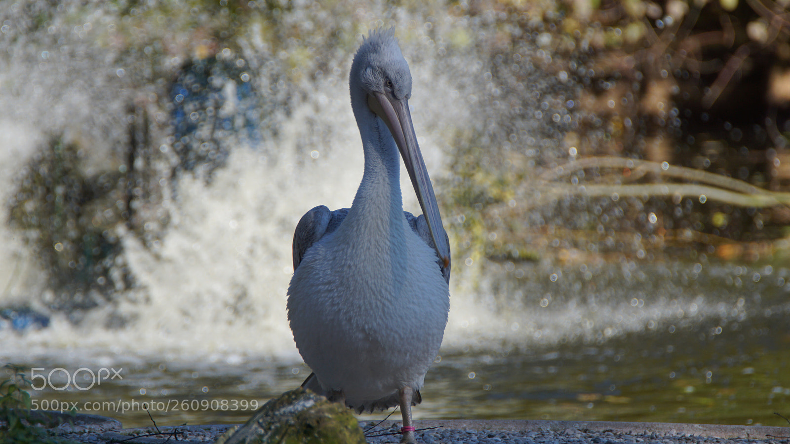 Sony ILCA-77M2 sample photo. Pelikan photography