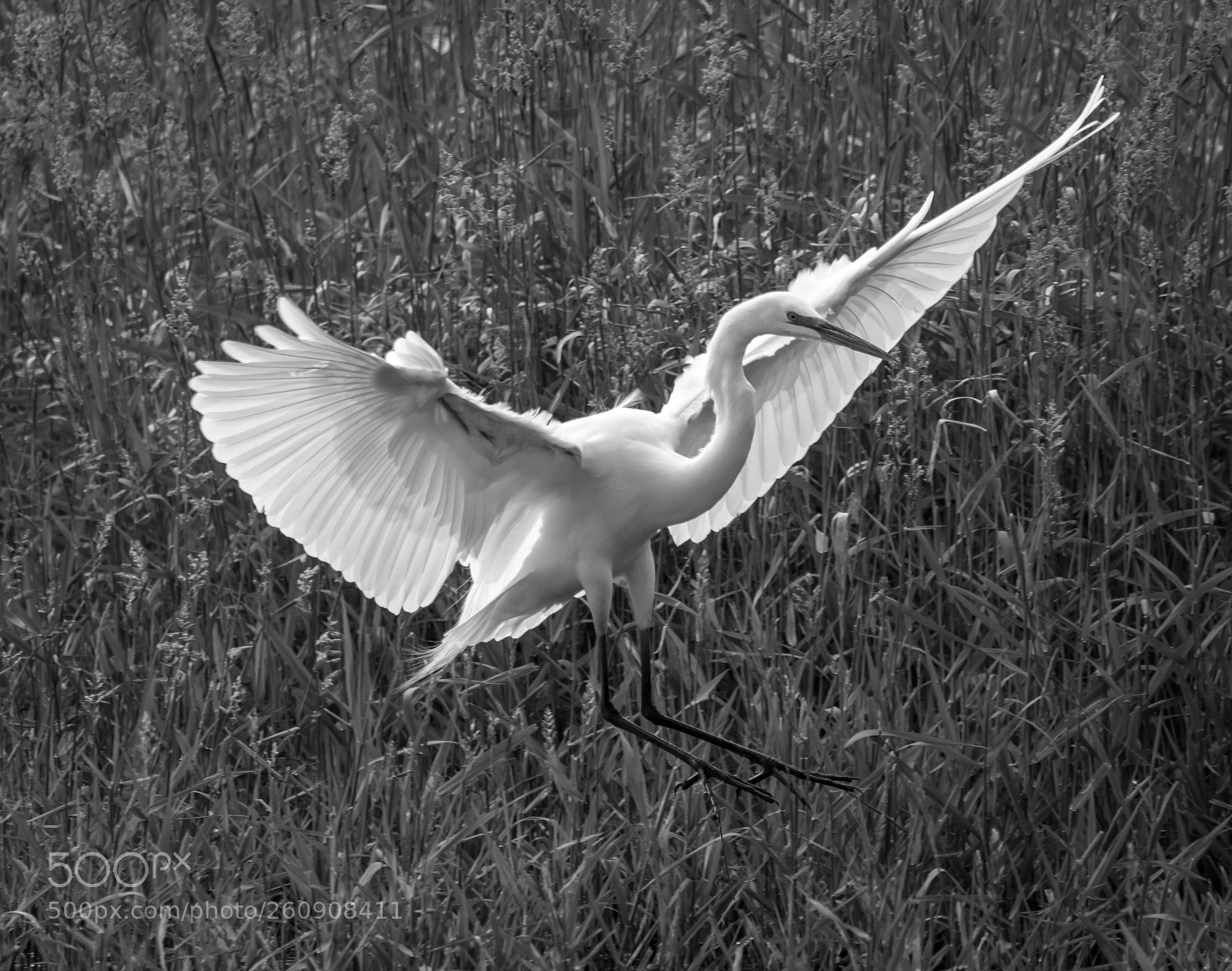 Canon EOS 80D sample photo. Steigerwald egret photography