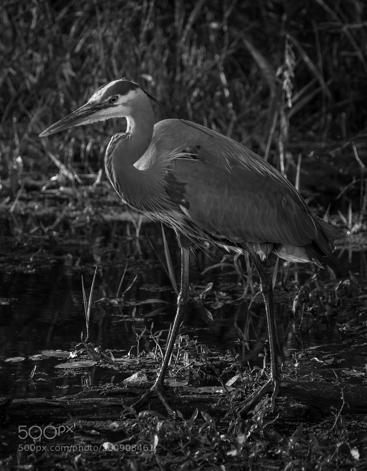 Canon EOS 80D sample photo. Steigerwald blue heron photography