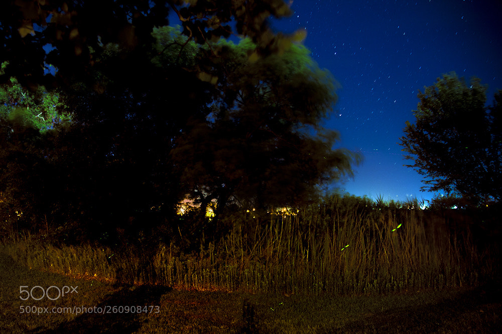 Canon EOS 5D Mark II sample photo. Fireflys photography