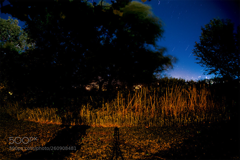 Canon EOS 5D Mark II sample photo. Fireflys photography