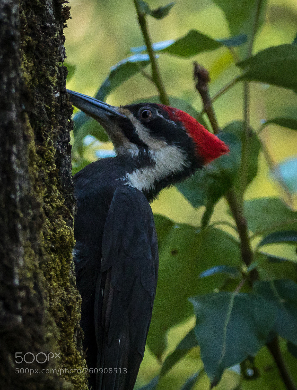 Canon EOS 80D sample photo. Steigerwald woodpecker photography