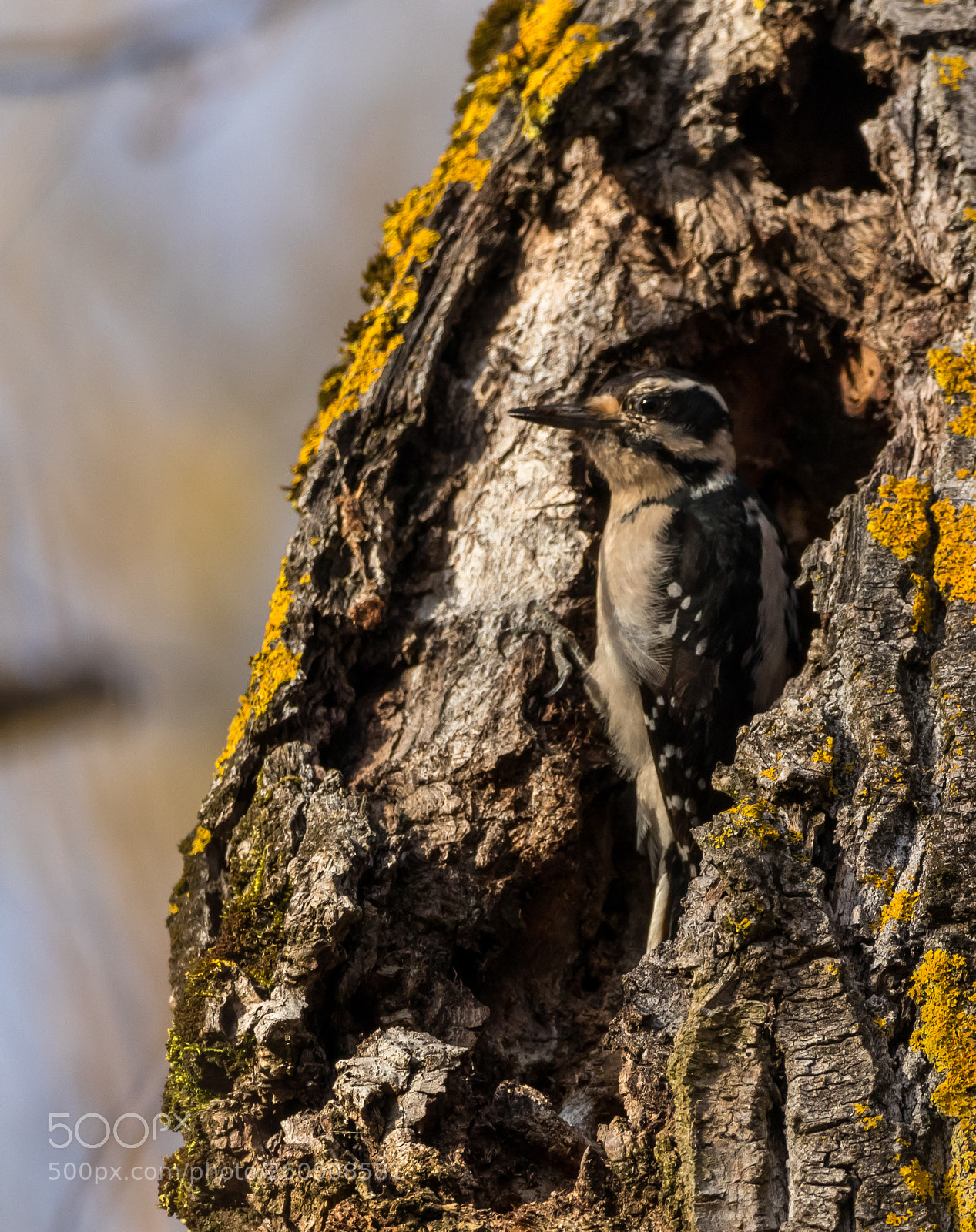 Canon EOS 80D sample photo. Steigerwald woodpecker photography