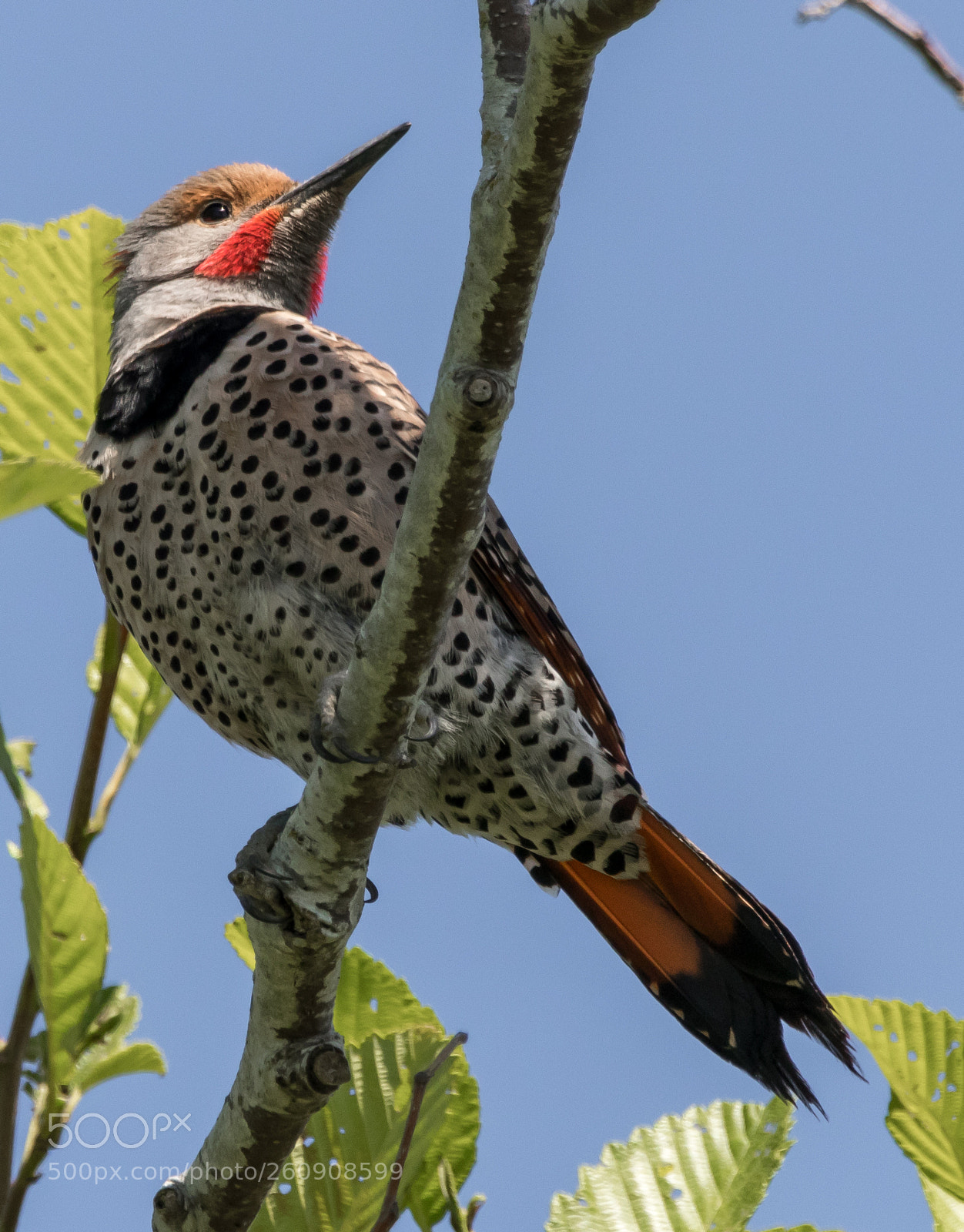 Canon EOS 80D sample photo. Steigerwald northern flicker photography