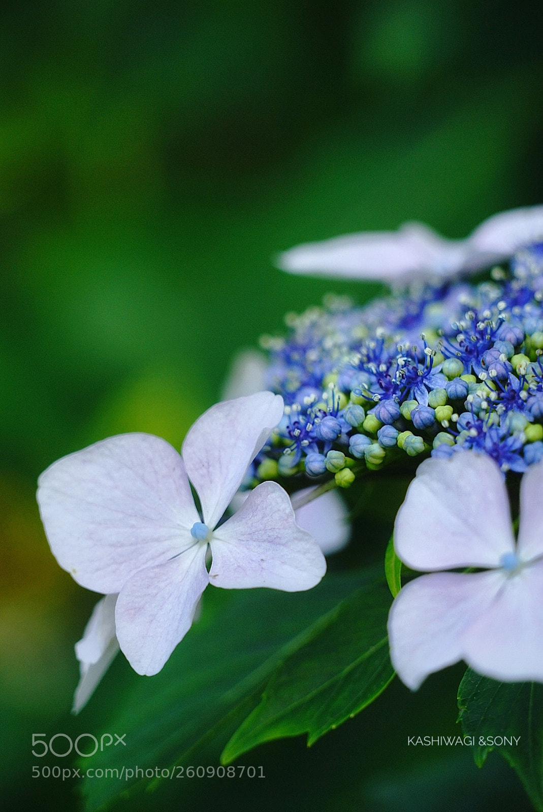 Sony a7 II sample photo. Hydrangea in deep forest photography