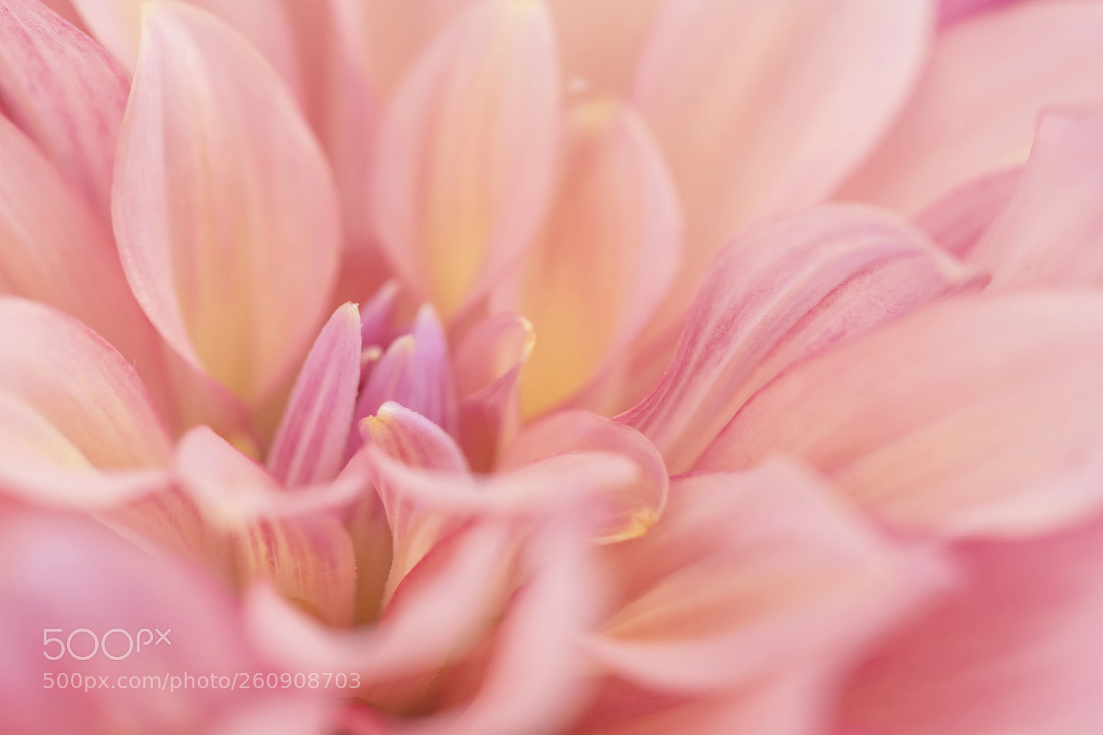 Nikon D7100 sample photo. Dahlia photography