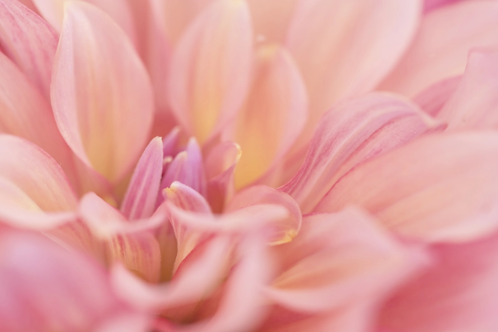 Dahlia by Arendina de Jong on 500px.com