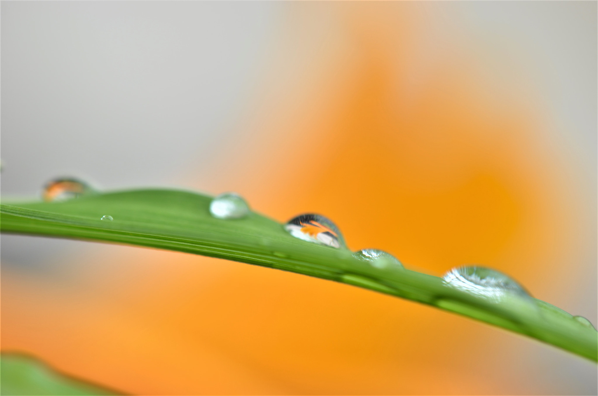 Nikon AF-S DX Micro-Nikkor 85mm F3.5G ED VR sample photo. Rain drops photography
