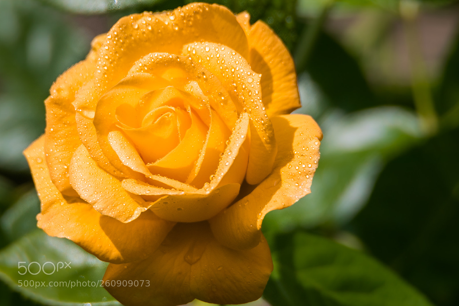 Canon EOS 80D sample photo. Summer rain photography