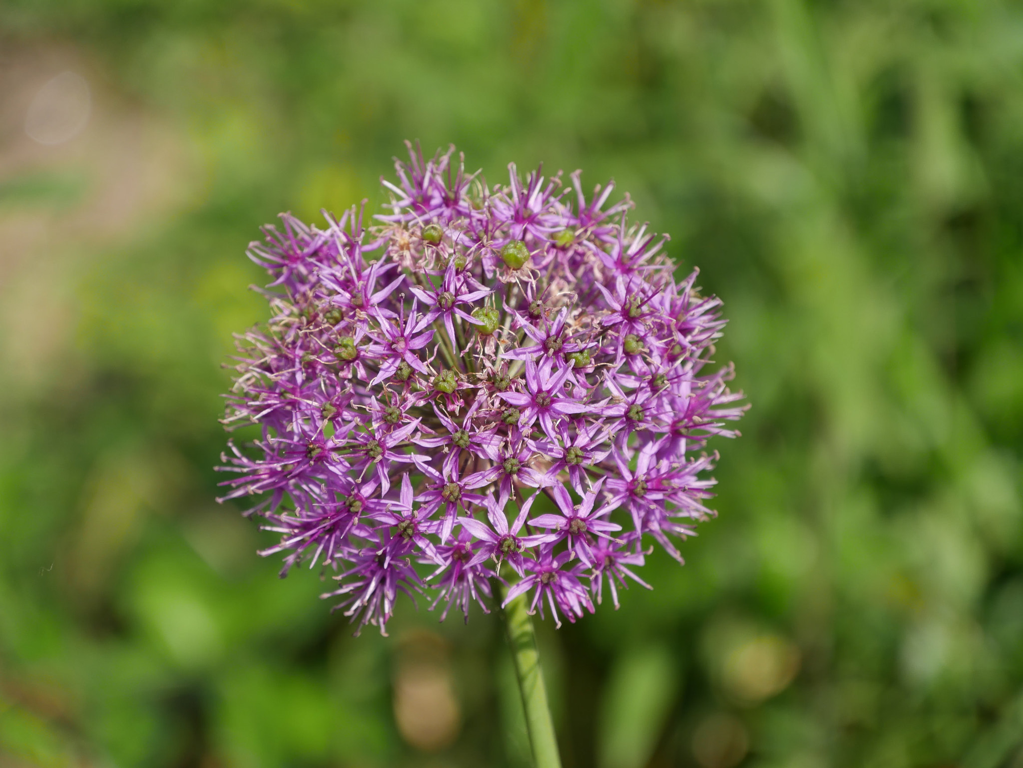 Panasonic Lumix DMC-G7 sample photo. Lonely flower photography